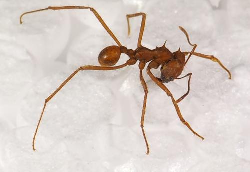 Réf. 275 661 : Atta cephalotes